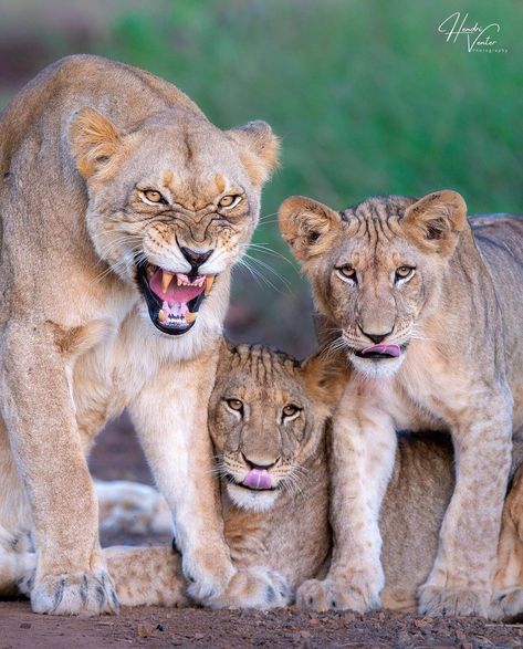 Animals Pics on Instagram: “▪ Protective mother… a lioness protecting her cubs against a male lion from a breakaway pride.⁣ ••••••••••••••••••••••••••••⁣ ▪ Photo by…” Lioness Protecting Cubs, Lioness And Cubs, Panthera Leo, Lions Photos, Lion And Lioness, Male Lion, Lion Cub, Pretty Animals, Animal Gifs