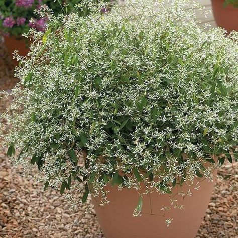 Diamond Frost Euphorbia, Diamond Frost, Botanical Beauty, Urban Environment, Front Garden, Landscape Architecture, Flower Garden, Planting Flowers, House Exterior