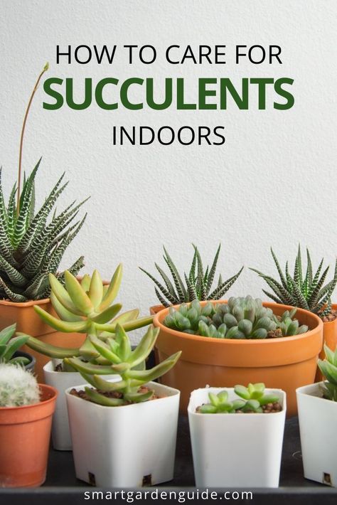 Complete guide to growing succulents indoors. Prevent the common problems with succulent care and keep your plants looking amazing. Succulents Indoor Decor, Succulent Care Indoor, Care For Succulents, Succulents Care, Suculent Plants, Succulent Varieties, Houseplants Decor, Indoor Succulents, Magic Beans