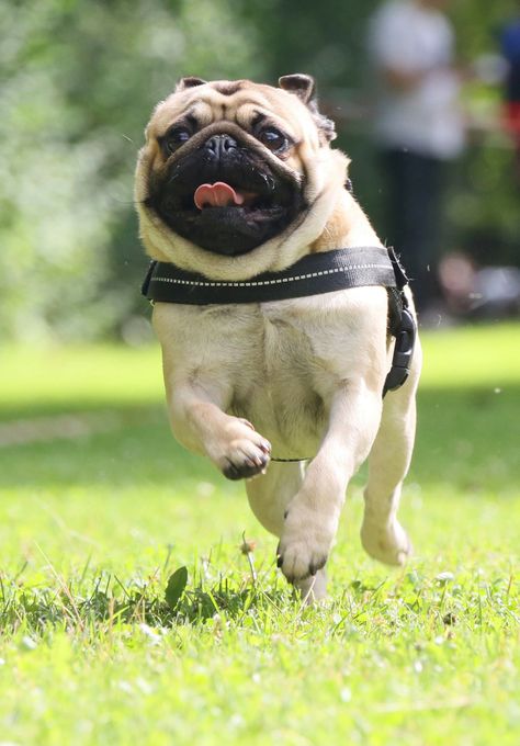 Flying Pug, Cute Pug Pictures, Pug Pillow, Pug Photos, Pug Mug, Pug Pictures, Essential Products, A Pug, Pug Puppies