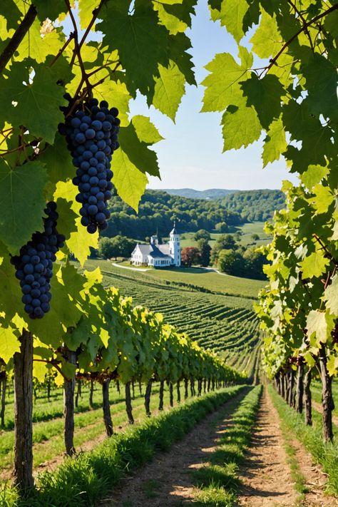 Vineyard Voyages: Exploring Maryland's Scenic Wine Trails Vineyard In Italy, Wine Vineyard Aesthetic, Winery Aesthetics, Vineyard Aesthetic, Vineyard Photography, Italian Vineyard, Vineyard Art, Wine Farm, Grape Vineyard