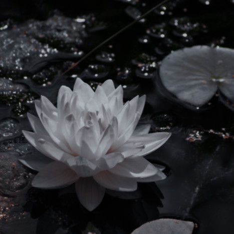 Chinese Aesthetic, Yennefer Of Vengerberg, Ethereal Aesthetic, Royalty Aesthetic, Dark Flowers, Magic Aesthetic, Nothing But Flowers, Modern Disney, Fantasy Aesthetic