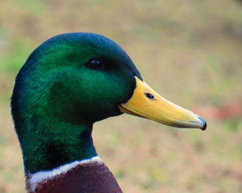 Mallard Duck. Head. Jan 2017. The iridescent colours of the head of a male Mallard Duck (Anas platyrhynchos). #MallardDuck #Bird #Nature #Wildlife #Closeup Duck Head Drawing, Duck Photos, Duck Pics, Duck Hunting Boat, Duck Photography, Duck Painting, Decoy Carving, Bird Head, Painting Face