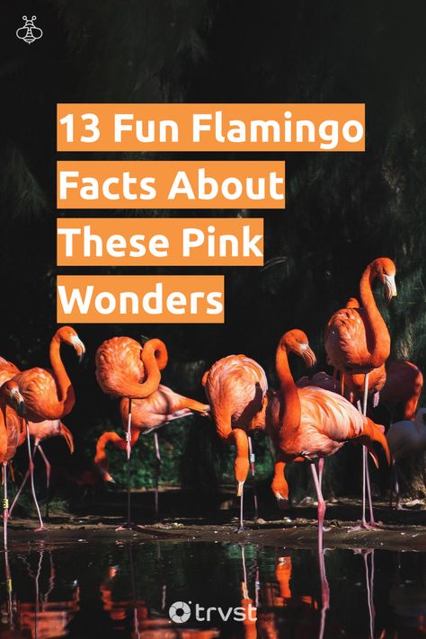 "13 Fun Flamingo Facts About These Pink Wonders"- Discover fascinating flamingo facts, from their vibrant plumage and unique feeding techniques to their elaborate mating rituals and diverse habitats. Learn about the six flamingo species, their social behavior, and many more. Gain insight into conservation efforts to protect these beautiful... #trvst #facts #biodiversity #conservation #birds #planet #geology #naturelovers #gogreen #earth #forscience #wildernessnation #socialimpact Flamingo Facts, Penguin Facts, Animal Facts For Kids, Butterfly Facts, Greater Flamingo, Biodiversity Conservation, Mangrove Swamp, Relief Society Activities, Social Behavior