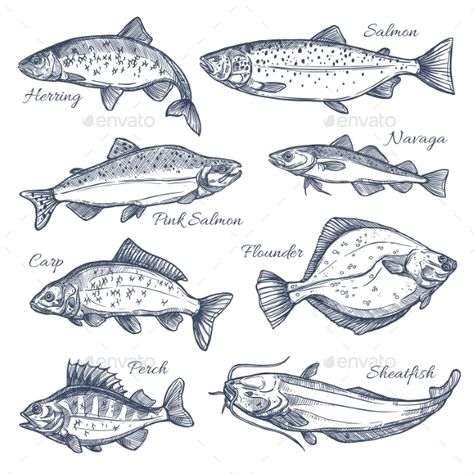 Fishes sketch vector isolated icons. Sea or ocean fish species of herring and pink salmon, navaga or carp and flounder, perch and Tuna Fish Illustration, Anchovy Drawing, Anchovy Tattoo, Tattoo Markings, Ocean Sketch, Ocean Drawings, Bd Design, Fish Sketch, Sketch Icon