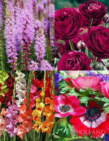 Want to bring beautiful flowers into your home but the deer eat them before you get the chance? Worry no more with this collection of beautiful deer resistant flowers that are great for vases and bouquets. These sun loving bulbs will bloom in summer and provide color for all your cut flower needs.   Deer Resistant Cut Flower Garden Collection Includes:  1 package of Pauline Violet Ranunculus (15 bulbs per pack)1 package of Liatris (5 bulbs per pack)1 package of Mixed Gladiolus Value Bag (30 bulb Blue Flowering Plants, Deer Resistant Flowers, Flower Garden Plans, Deer Resistant Plants, Cottage Garden Design, Easy Landscaping, Spring Flowering Bulbs, Planting Hydrangeas, Garden Whimsy