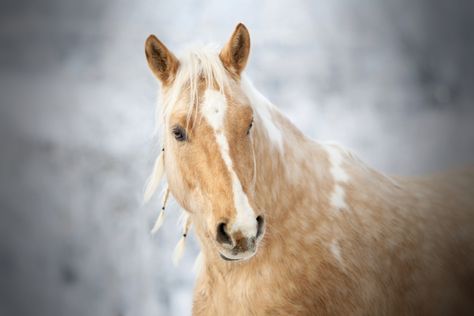 Z is for Zethar, 2019 challenge Palomino Horses, Horse Mane, Palomino Horse, Free Horses, Horse Dressage, Horse Wallpaper, Horse Names, Horse Life, Horse Care