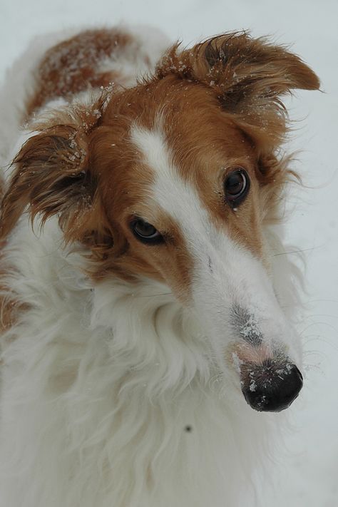 Borzoi Italian Dogs, Lure Coursing, Russian Wolfhound, Borzoi Dog, Breeds Of Dogs, Real Dog, Pretty Dogs, Dog People, Pretty Animals