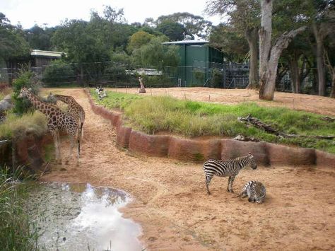 Zebra Habitat, Zoo Enclosures, Zoo Decor, Animal Enclosures, Zoo Inspiration, Zoo Zoo, Zoo Project, Zoo Architecture, Zoo Ideas