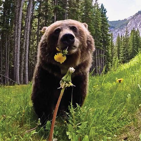 Silly Bears, Bear Pictures, Bear Art, Grizzly Bear, Sweet Animals, Black Bear, Nature Animals, Cute Bears, Brown Bear