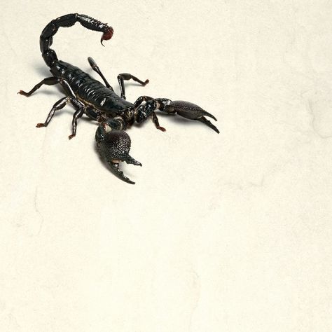 Drawing Scorpion, Scorpion Drawing, Scorpion Art, Venomous Animals, Scorpio Scorpio, Animal Aesthetic, Wallpapers Beautiful, Tattoo Nature, The Scorpions