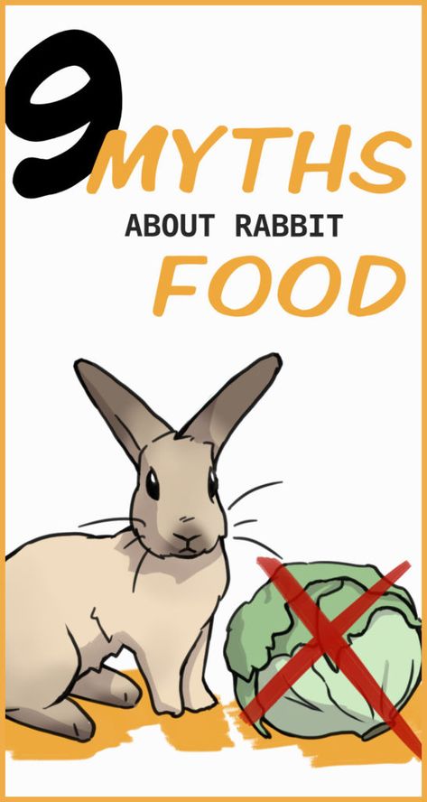 9 Myths About a Healthy Rabbit Diet Rabbit Guide, Bunnies Pictures, Real Bunnies, Rabbit Traps, Rabbit Pellets, Rabbit Facts, Daily Diet Plan, Rabbit Behavior, Bunny Food