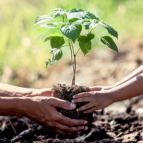 How and why to celebrate Arbour Week | Stodels Garden Centre African Love, Growing Strawberries, Arbour Day, Garden Centre, Animal Species, Unique Plants, Decorative Flowers, Growing Tree, One Tree