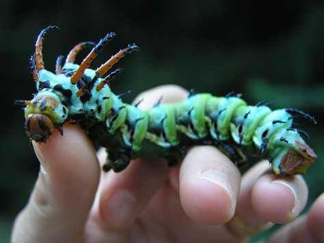 Hickory Horned Devil Caterpillar | Hickory Horned Devil Cate… | Flickr Regal Moth, Weird Insects, Cool Insects, Fauna Marina, Moth Caterpillar, Cool Bugs, A Bug's Life, Beautiful Bugs, Creepy Crawlies