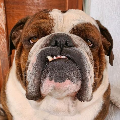 The Great British Bulldog on Instagram: “This is my happy face 🥰🥰😂😂 @tomthebulldog 🐶🇬🇧❤️To feature your bulldog 👉 #ShareABull #TheGreatBritishBulldog👌” Dog Types, Emily English, Face Dog, Dog Faces, Bulldog Pics, Baby Pugs, Animal Reference, English Bulldog Puppies, Black Lab Puppies