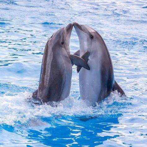 Cute Dolphin Wallpaper, Picture Of Love, Ocean Life Photography, Dolphin Images, Dolphin Photos, Dolphin Tale, Baby Dolphins, Dolphin Lover, Wild Animals Pictures