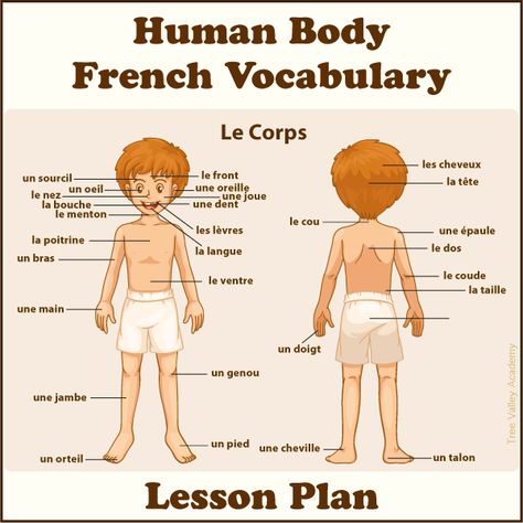 A lesson plan to learn the body parts in french. Free online tutorials and activities for kids to learn french vocabulary for parts of the human body. French Activities For Preschoolers, French Body Parts, French Notes, Learning French For Kids, Kids Tree, Learn To Speak French, French Flashcards, Basic French, Study French