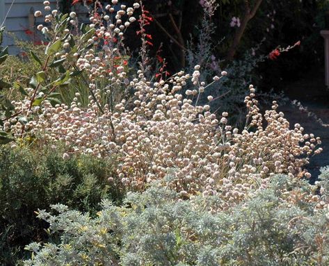 California Front Yard Landscaping Ideas, California Native Landscape, Drought Tolerant Landscape Front Yard, California Landscaping, Native Plant Landscape, California Native Garden, California Backyard, California Plants, Butterfly Magnet