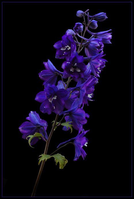 Upotettu kuva Larkspur Plant, Jack Canfield Quotes, Larkspur Flower, Periwinkle Flowers, Delphinium Flowers, Jack Canfield, Quote Wallpaper, Purple Vibe, Flowers For You