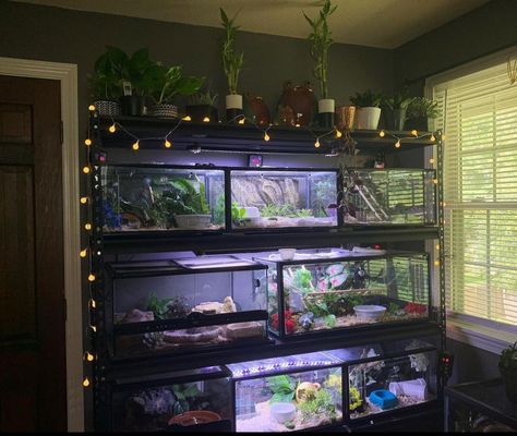 Reptile Room Inspiration, Fish Room Aesthetic, Reptile Bedroom Ideas, Reptile Rack Ideas, Fish Room Ideas Aquarium, Reptile Bedroom, Reptile Room Setup, Ball Python Terrarium Ideas, Reptile Room Decor