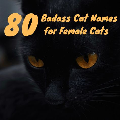 Badass Cat Names, Killer Instinct, Whimsical Cats, Cat Names, Cat Lady, Horror Movies, Kitty, History, Film