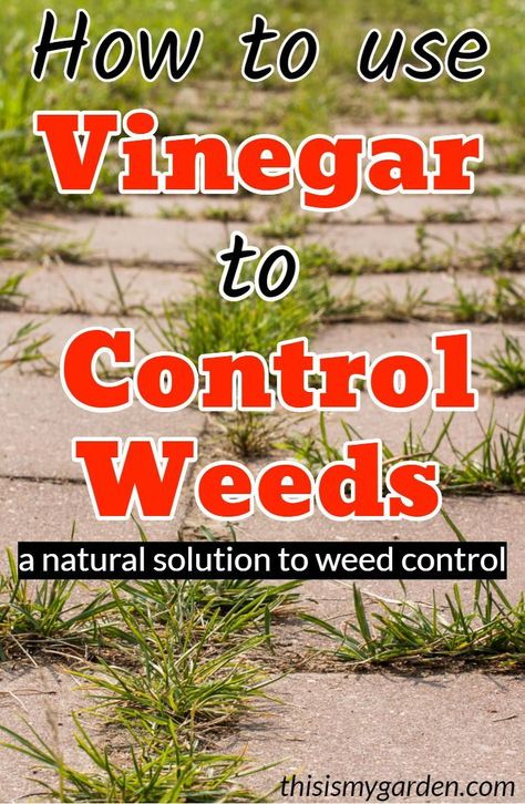 Natural Weedeater, Vinegar To Kill Weeds, Vinegar For Weeds, Kill Weeds With Vinegar, How To Make Vinegar, Kill Weeds Naturally, Killing Weeds, Kill Weeds, Driveway Patio