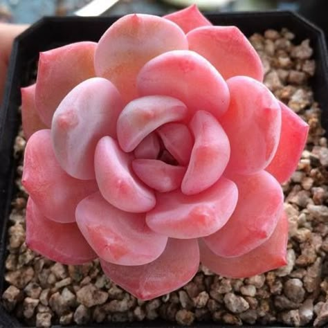 11 Pretty Pink Succulents (and where to find them!)    #pink #pretty #succulents #cacti #sublimesucculents Succulent Seeds, Colorful Succulents, Pink Plant, Succulent Gardening, Succulent Terrarium, Agaves, Succulent Arrangements, Cactus Y Suculentas, Cactus Garden