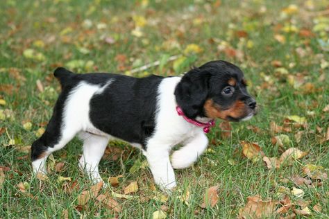 French Brittany - New Puppies French Brittany Spaniel Puppy, American Spaniel, French Brittany Spaniel, Brittany Spaniel Puppies, Brittany Puppies, Grouse Hunting, French Brittany, Brittany Spaniel Dogs, Puppy Fever