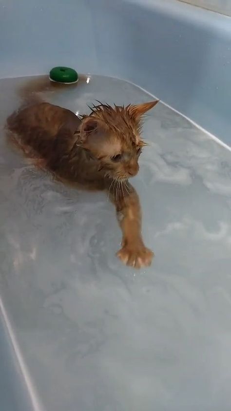 Something Funny, Pet Shampoo, Animals Cute, Animal Videos, Cute Cats And Kittens, Cute Animal Videos, Funny Cute Cats, Cute Animal Pictures, Cute Kittens