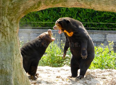 Two Malayan Sun Bears roaring. Two Malayan Sun Bears,Helarctos malayanus Raffles , #Sponsored, #Helarctos, #malayanus, #Raffles, #roaring, #Malayan #ad Bear Roaring, Bear Running, Malayan Sun Bear, Sun Bear, Animal Illustration Art, Brother Bear, Tropical Animals, Wild Animal, Black Bear