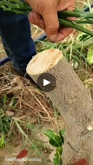 6.2K views · 183 reactions | 94_Grafting techniques for citrus fruit trees #grafting #graftingtechniques #graftingplant #plantgrafting #foryou #fyp | Grafting Planting | FASSounds · Real Estate Tree Grafting Art, Grafting Apple Trees, Cactus Grafting, Apple Tree Grafting, Tree Grafting, Grafting Plants, Citrus Fruit, Farm Gardens, Fruit Trees