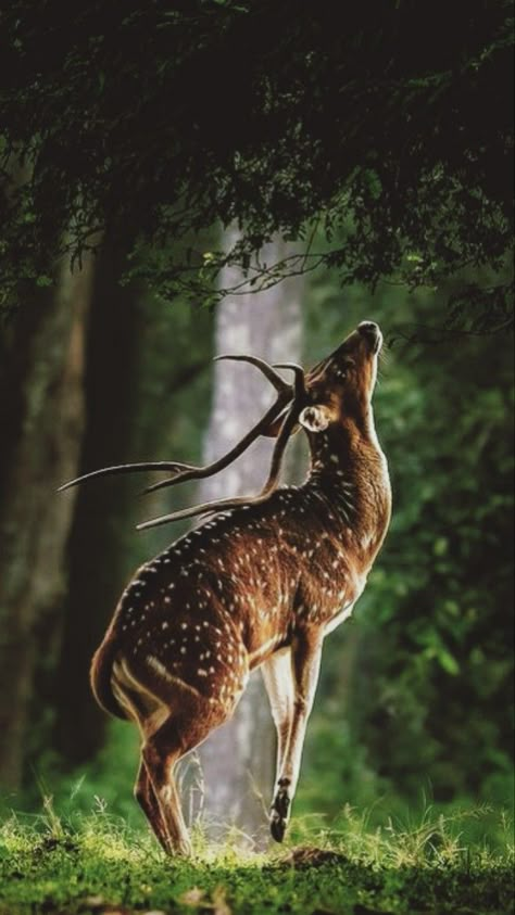 Deer Pictures, Deer Art, Most Beautiful Animals, Animal Reference, Pretty Animals, Majestic Animals, Animal References, Arte Inspo, A Deer