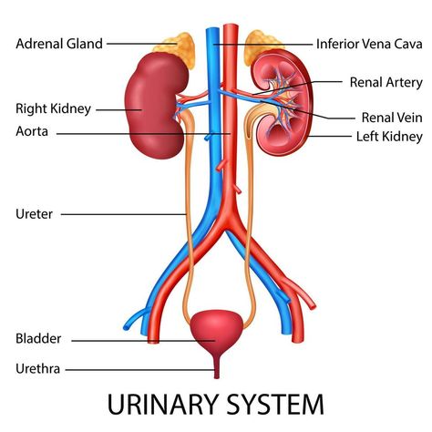 Ilustración del gráfico de dibujo de educación médica y sanitaria del sistema urinario humano para el estudio de la biología científica Human Urinary System Diagram, Urinary System Drawing, Urinary System Diagram, Human Urinary System, Urinary System Anatomy, Science Pics, Mouth Anatomy, The Urinary System, Education Drawing