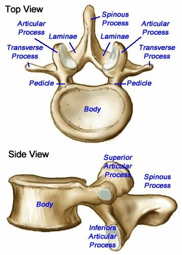 Vertibrae Lumbar Vertebrae Anatomy, Vertebral Column Anatomy Notes, Lumbar Anatomy, Dog Diagram, Vertebral Column Anatomy, Spine Diagram, Vertebrae Anatomy, Lumbar Vertebrae, Muscles Anatomy