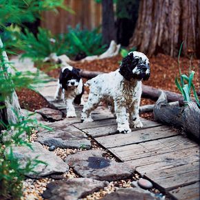 How to Landscape a Dog-Friendly Garden | Create an outdoor space that you and your pet will love Pet Safe Landscaping, Dog Proof Fence, Pet Friendly Backyard, Dog Friendly Garden, Dog Friendly Backyard, Dog Backyard, Dog Yard, Dog Garden, Sunset Magazine