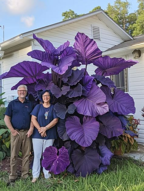 Water Genasi, Fig Plant, Florida Garden, Goth Garden, Gothic Garden, Unusual Plants, Colorful Plants, Garden Yard Ideas, Pretty Plants