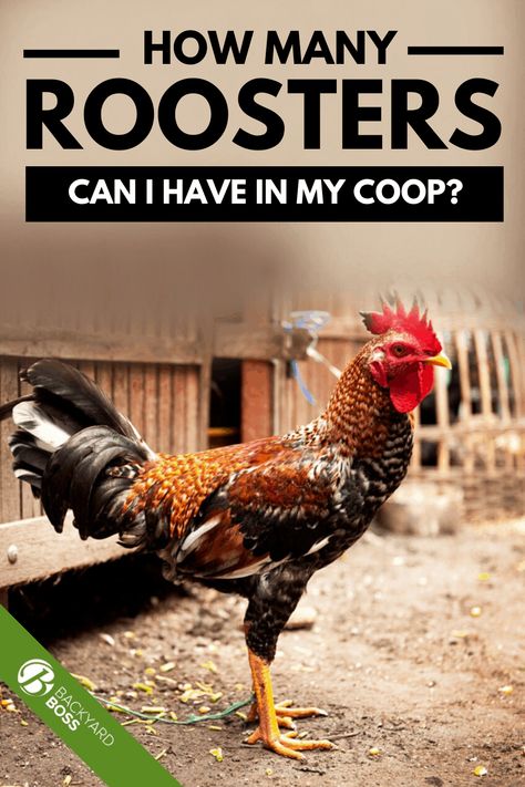 Breeding Coops For Chickens, Diy Rooster Coop, Rooster House Ideas, Rooster Coop Ideas, Rooster House, Best Rooster Breeds, Rooster Coop, Hen House Ideas, Rooster Bachelor Coop