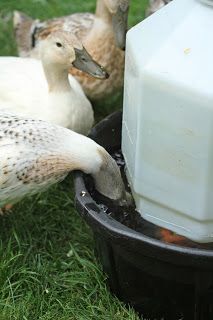 I was jogging around southeast Portland last fall when I came upon an urban poultry coop with both chickens and ducks in it. The chicke... Diy Duck Waterer, Duck Waterer, Duck Feeder, Duck Pens, Urban Chicken Farming, Backyard Ducks, Duck Breeds, Duck Coop, Duck Farming