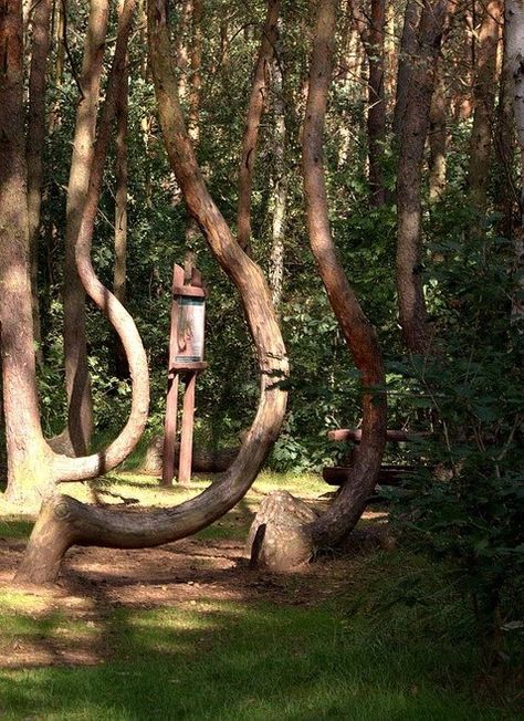 Crooked Forest Gryfino, Poland Crooked Forest, Iconic Landmarks, Poland, Forest