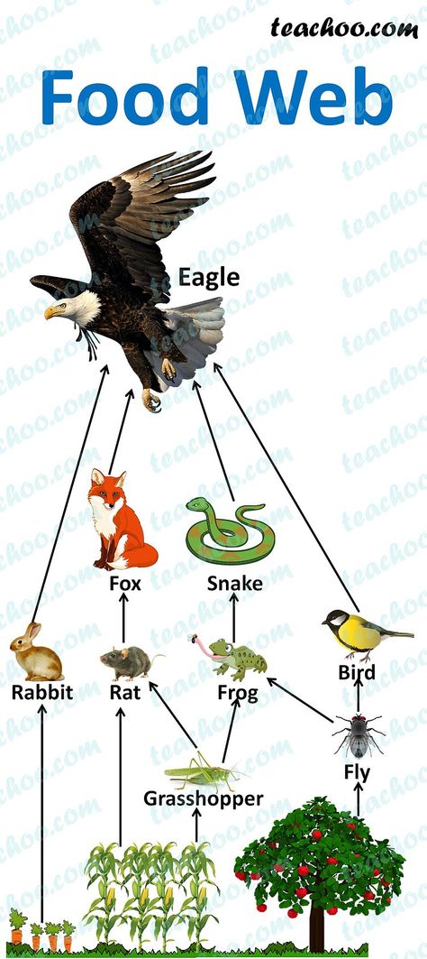 Food Chain and Food Web - Meaning, Diagrams, Examples - Teachoo Food Chain Animals, Food Web Diagram, Food Web Projects Ideas, Food Chain Diorama, Animal Food Chain Project, Food Chain Project For Kids, Food Web Drawing, Food Chain Drawing, Food Chain Poster