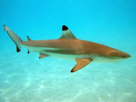 Blacknose Shark, Black Tip Reef Shark, Blacktip Reef Shark, Blacktip Shark, Silly Sharks, Black Tip Shark, Types Of Sharks, Shark Photos, Shark Pictures