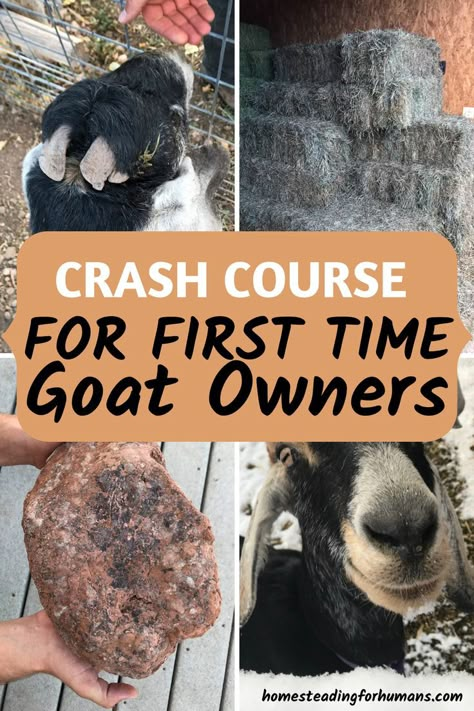 This is a MUST to help you get your feet under you when you start raising goats, amazing!!! Boer Goats Raising, Tires For Goats, Starting A Ranch, Raising Goats For Beginners, Goat Hacks, Goat Homestead, Goat Pen Ideas, Goats For Beginners, Milking Goats