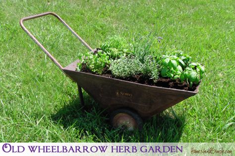 Wholesome Food Recipes, Garden Wheelbarrow, Wheelbarrow Garden, Wheel Barrow, Urban Farmer, Sweet Summertime, Container Gardens, Lemon Balm, Pinterest Pin