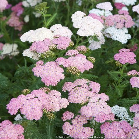 For the area near the birch, along Green Street. Achillea Millefolium 'Summer Pastels', Achillea 'Summer Pastels', 'Summer Pastels' Yarrow, Common Yarrow, Achillea Millefolium, yarrow plant, yarrow flower, summer perennial, drought tolerant perennial Achillea Plant, California Landscaping, Yarrow Plant, Yarrow Flower, Shed Greenhouse, Drought Tolerant Perennials, Perennial Grasses, Diy Garden Fountains, Garden Pallet