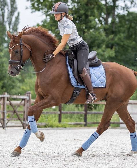 Chestnut Horse Tack, Chestnut Horse Tack Colors, Tack Sets English, Horse Tack Sets, Canterwood Crest, Horse And Girl, Horses Stables, Chestnut Horses, Horse Outfits