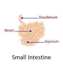 Small intestine diagram | Simple small intestine | Small intestine function Small Intestine Diagram, Small Intestine Anatomy, Intestines Anatomy, Pharmacy Images, Medicine Images, Free Human Body, Paint Diy Crafts, Small Intestine, Pharmacy Medicine