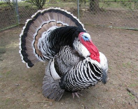 Narragansett Turkey Narragansett Turkey, Turkey Breeds, Aesthetic Bird, Turkey Tom, Raising Turkeys, Turkey Painting, Turkey For Thanksgiving, Turkey Bird, Turkey Photos