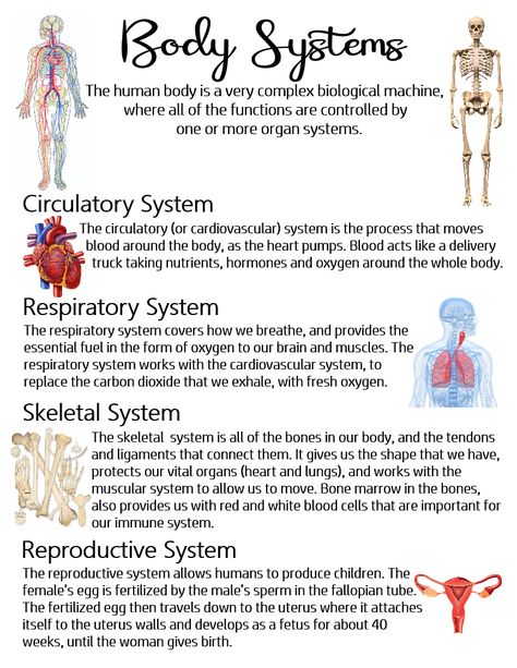 Science Human Body Notes, Science Circulatory System Notes, Poster About Taking Care Of Respiratory And Circulatory System, Different Body Systems, Human Body Functions, Biology Body Systems, The Respiratory System Notes, Human Circulatory System Notes, Human Body Anatomy Medical Facts