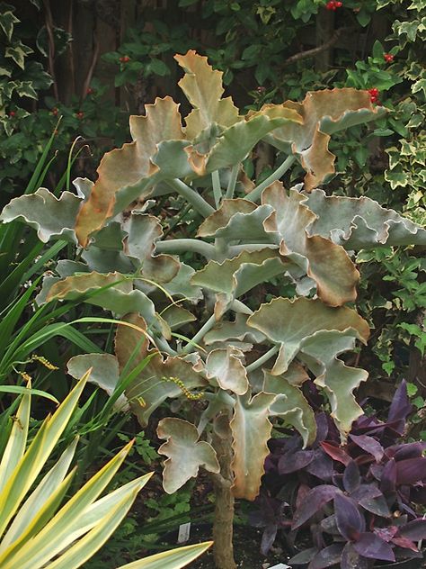 Kalanchoe Beharensis, Cotswold Garden, Buy Plants, Plant List, Succulent Plants, Garden Flowers, Planting Succulents, Colorful Flowers, Flower Garden