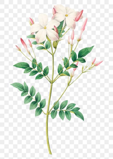 Star Jasmine Illustration, Jasmine Illustration, Jasmine Flower Outline, Jasmine Flower Watercolor, Jasmine Flower Illustration, Jasmine Art Flower, Jasmine Illustration Flowers, Jasmine Plant, Flower Outline